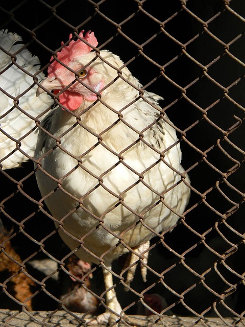 在近期的比 在近期的比